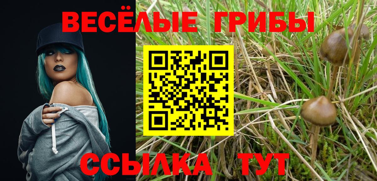 Галлюциногенные грибы Psilocybine cubensis  Вход с VPN  Лениногорск 